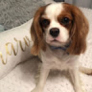 Meet your Posher, Bailey